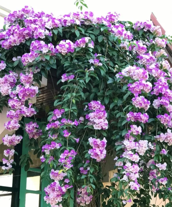 Rare_Pink_Manso_Garlic_Vine_Flower_Plant