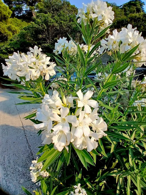 Evergreen_Safed_Kaner/White_Oleander_Flowering_Shrub_for_Outdoor_Garden_&_Balcony,_Pack_Of_1