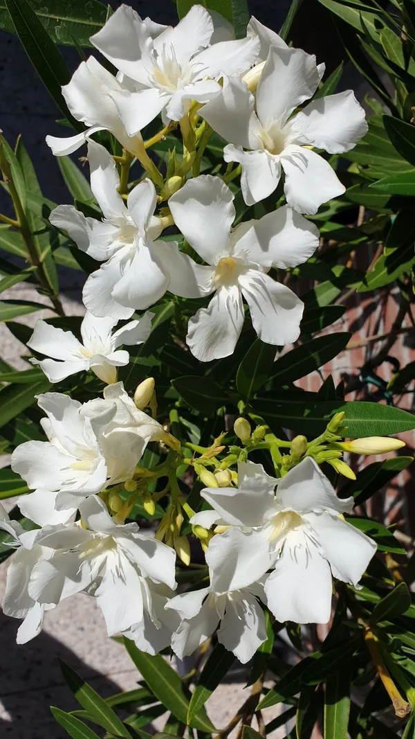 Evergreen_Safed_Kaner/White_Oleander_Flowering_Shrub_for_Outdoor_Garden_&_Balcony,_Pack_Of_1
