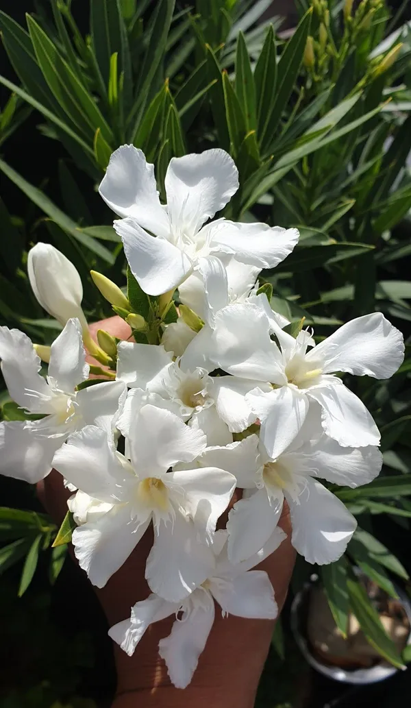 Evergreen_Safed_Kaner/White_Oleander_Flowering_Shrub_for_Outdoor_Garden_&_Balcony,_Pack_Of_1
