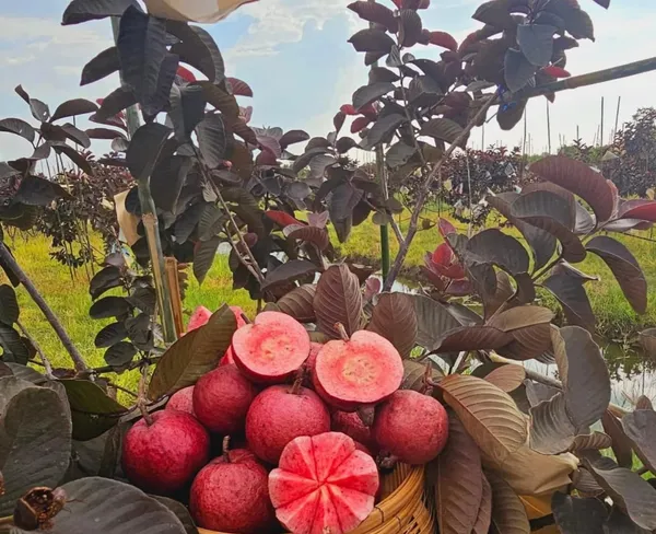 Rare_Black_Diamond_Guava_Plant_(1.5-3.5_ft_Height)_for_Home_Garden,_Backyard_