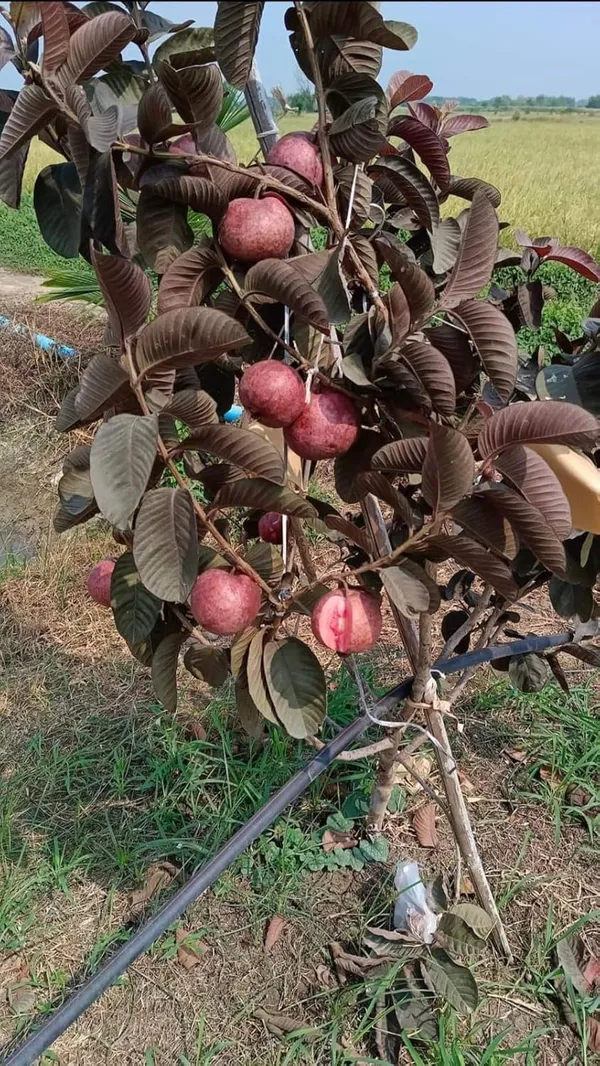 Rare_Black_Diamond_Guava_Plant_(1.5-3.5_ft_Height)_for_Home_Garden,_Backyard_