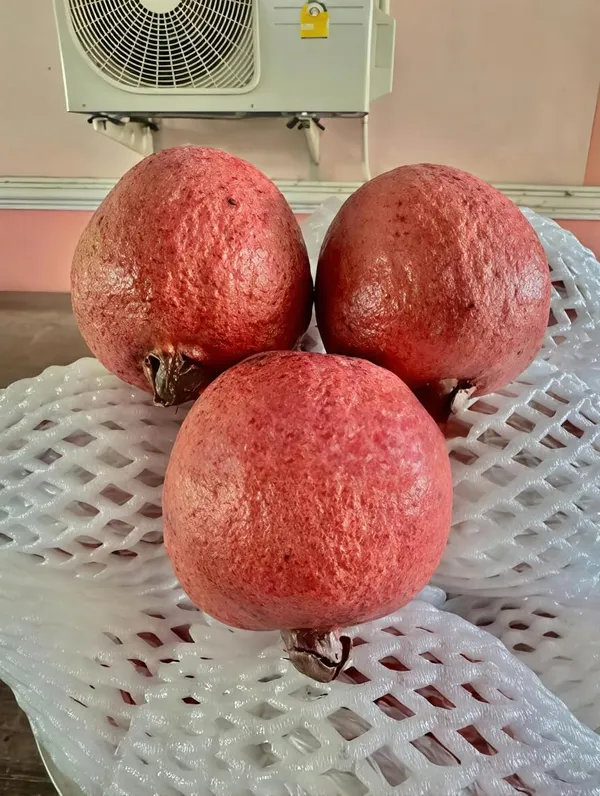 Rare_Black_Diamond_Guava_Plant_(1.5-3.5_ft_Height)_for_Home_Garden,_Backyard_