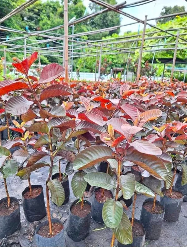 Rare_Black_Diamond_Guava_Plant_(1.5-3.5_ft_Height)_for_Home_Garden,_Backyard_