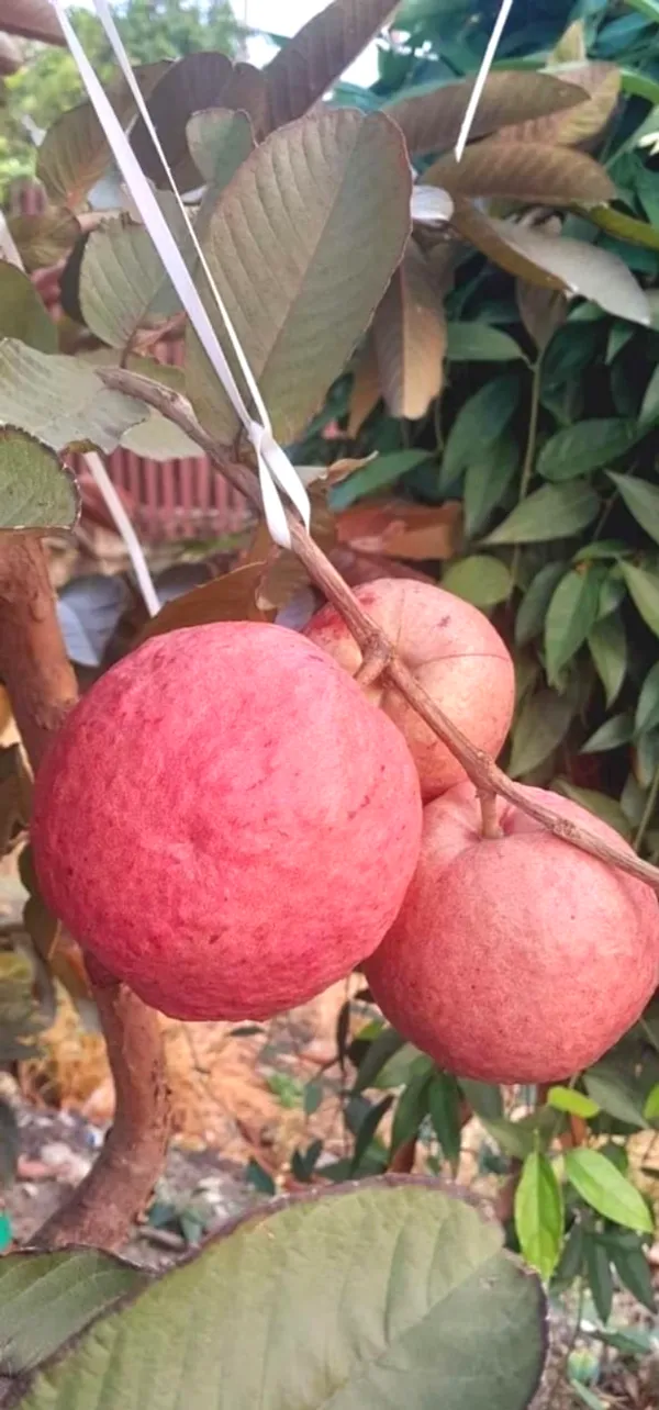 Rare_Black_Diamond_Guava_Plant_(1.5-3.5_ft_Height)_for_Home_Garden,_Backyard_