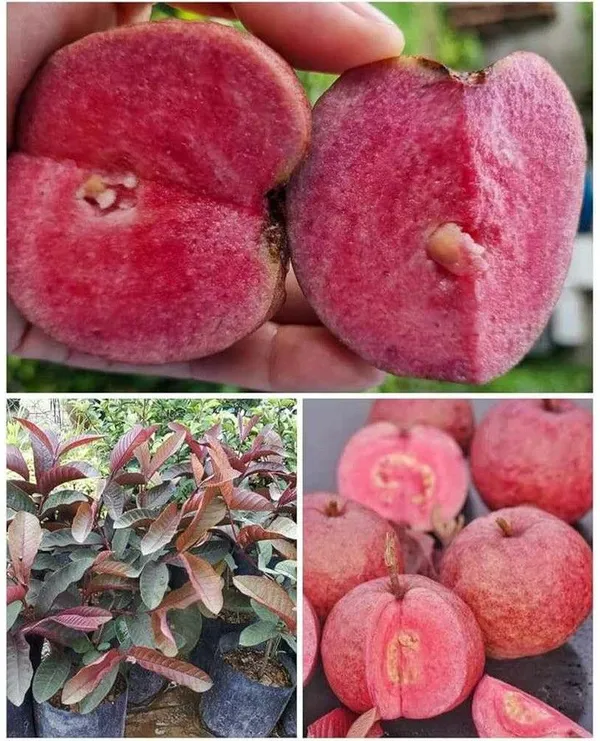 Rare_Black_Diamond_Guava_Plant_(1.5-3.5_ft_Height)_for_Home_Garden,_Backyard_