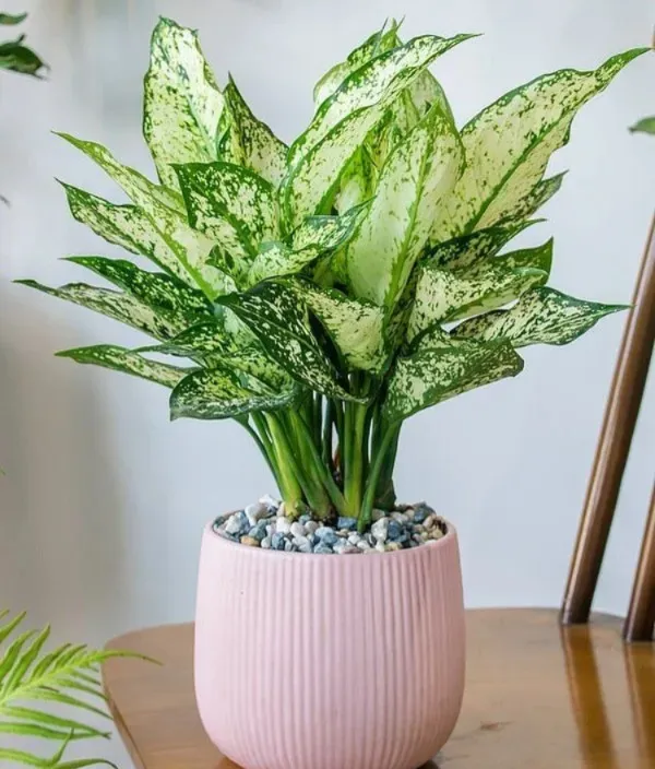 Indoor_Snow_White_Aglaonema_Plant
