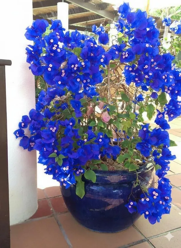 Rear_Bule_Bougainvillea_Flowering_Plant_(PAck_Of_1)