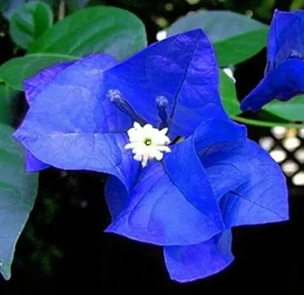 Rear_Bule_Bougainvillea_Flowering_Plant_(PAck_Of_1)