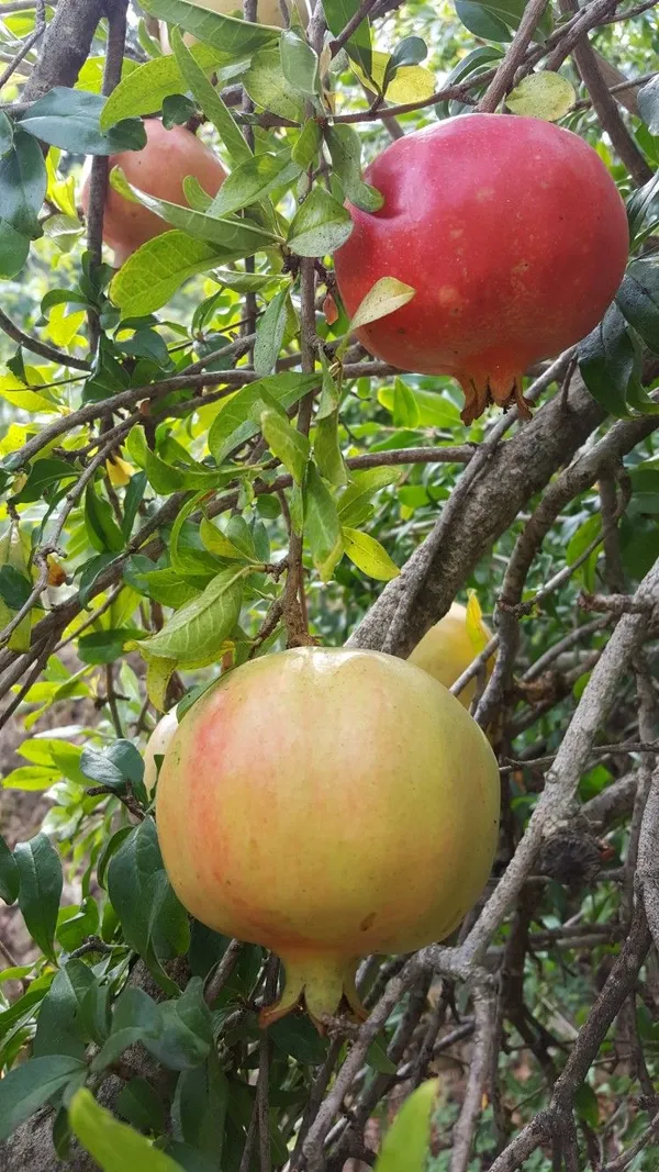 Red_Bhagwa_Pomegranate_(Anar)_Fruit_Plant_-_Healthy,_High-Yielding_Grafted_Variety_for_Home_Garden_&_Terrace