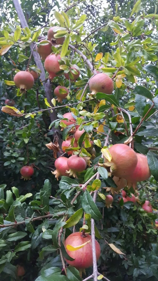 Red_Bhagwa_Pomegranate_(Anar)_Fruit_Plant_-_Healthy,_High-Yielding_Grafted_Variety_for_Home_Garden_&_Terrace