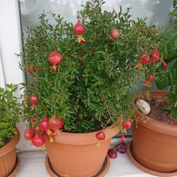 Red_Bhagwa_Pomegranate_(Anar)_Fruit_Plant_-_Healthy,_High-Yielding_Grafted_Variety_for_Home_Garden_&_Terrace