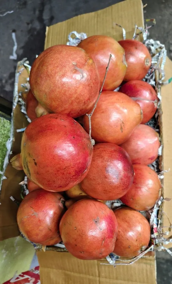 Red_Bhagwa_Pomegranate_(Anar)_Fruit_Plant_-_Healthy,_High-Yielding_Grafted_Variety_for_Home_Garden_&_Terrace