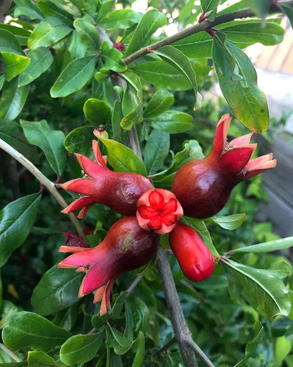 Red_Bhagwa_Pomegranate_(Anar)_Fruit_Plant_-_Healthy,_High-Yielding_Grafted_Variety_for_Home_Garden_&_Terrace