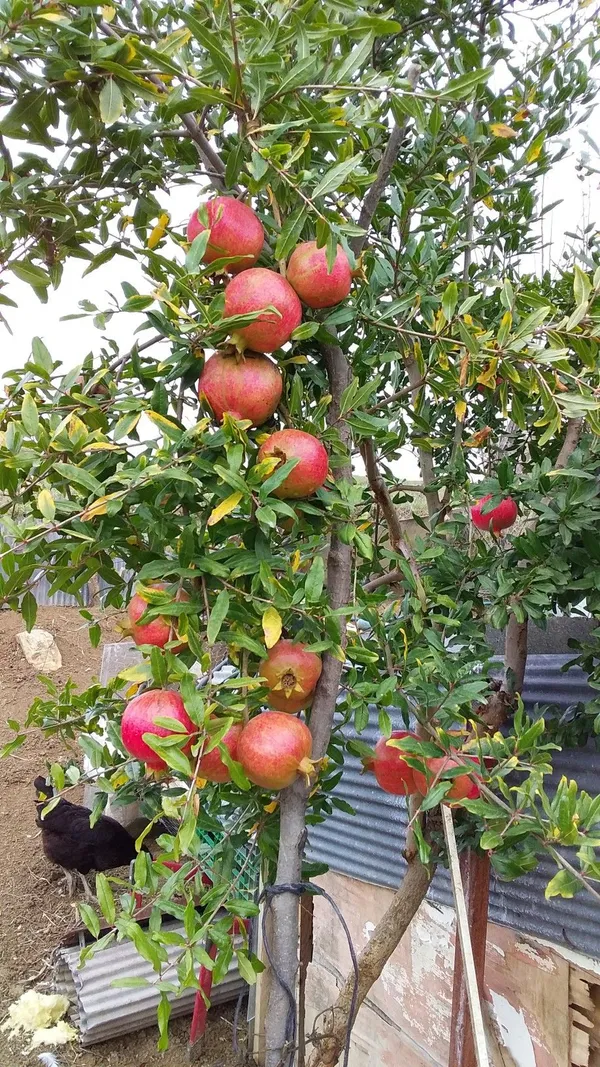 Red_Bhagwa_Pomegranate_(Anar)_Fruit_Plant_-_Healthy,_High-Yielding_Grafted_Variety_for_Home_Garden_&_Terrace