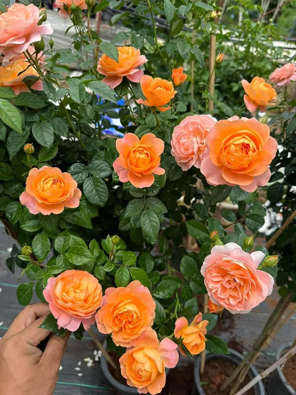 Rose_Flower_Plant_–_Outdoor/Indoor_Garden_Shrub_with_Fragrant_Blooms_(Pack_Of_2)