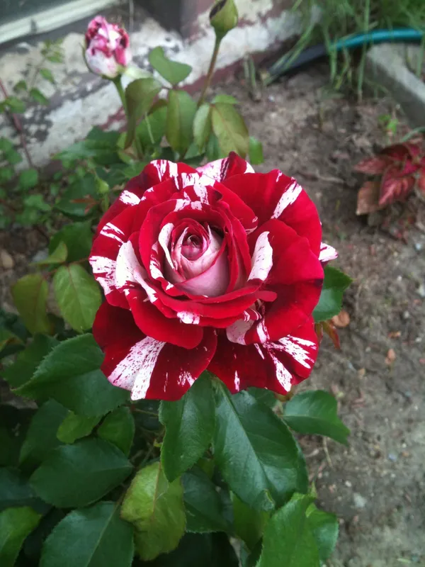 Rose_Flower_Plant_–_Outdoor/Indoor_Garden_Shrub_with_Fragrant_Blooms_(Pack_Of_2)