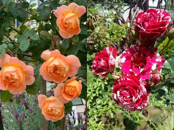 Rose_Flower_Plant_–_Outdoor/Indoor_Garden_Shrub_with_Fragrant_Blooms_(Pack_Of_2)
