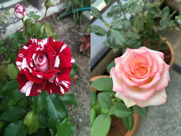 Rose_Flower_Plant_–_Outdoor/Indoor_Garden_Shrub_with_Fragrant_Blooms_–_Easy_to_Grow