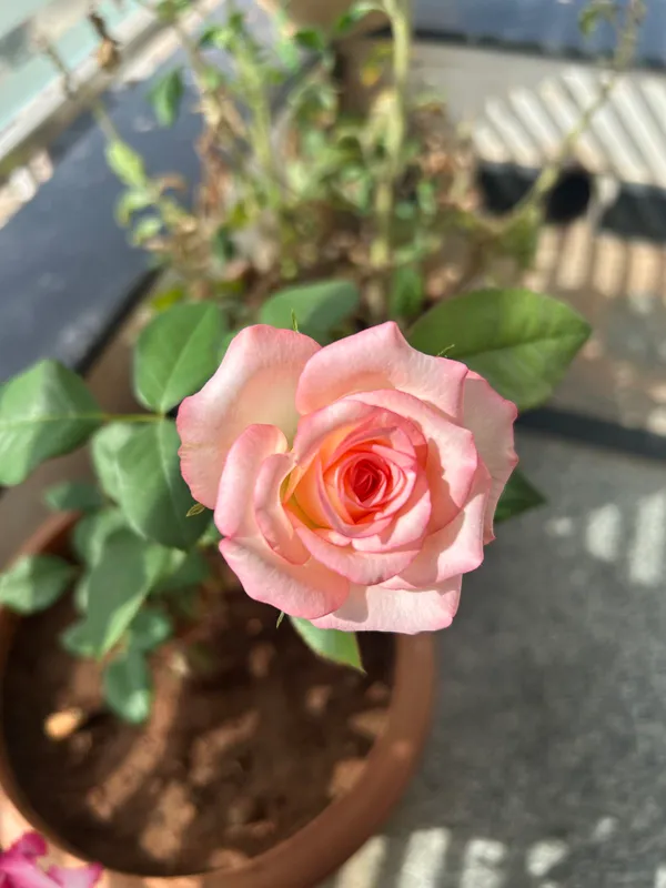 Rose_Flower_Plant_–_Outdoor/Indoor_Garden_Shrub_with_Fragrant_Blooms_–_Easy_to_Grow