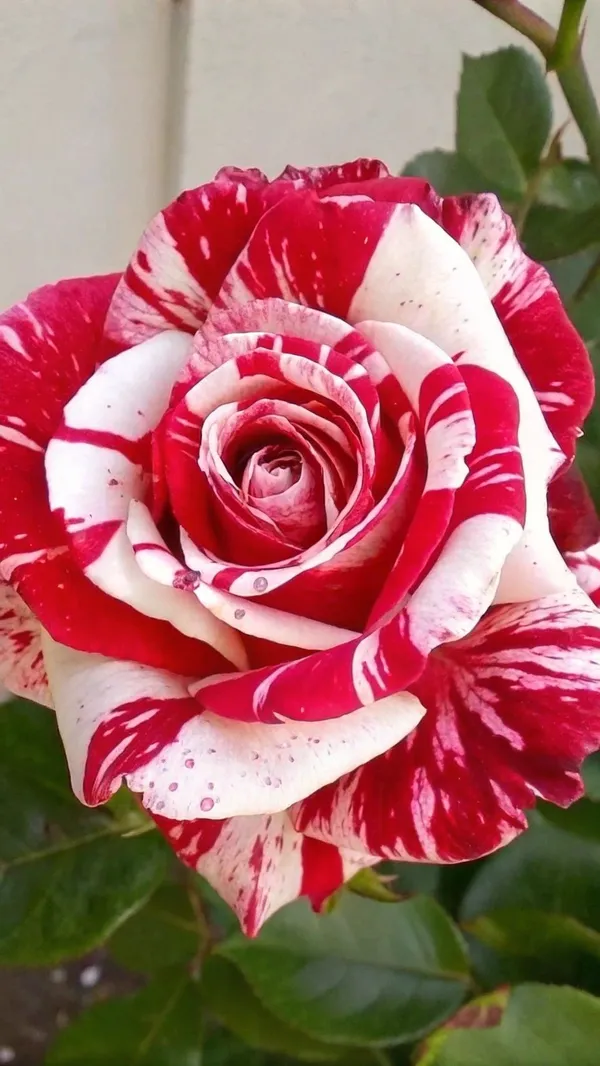 Rose_Flower_Plant_–_Outdoor/Indoor_Garden_Shrub_with_Fragrant_Blooms_–_Easy_to_Grow