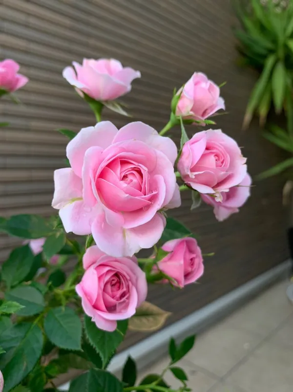 Rose_Vibrant_Pink_Blooms-Low_Maintenance_Flower_Plant_For_Garden_&_Balcony_(1.5-3.5_Ft_Height)_Pack_Of_1