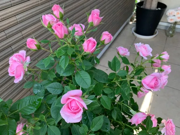 Rose_Vibrant_Pink_Blooms-Low_Maintenance_Flower_Plant_For_Garden_&_Balcony_(1.5-3.5_Ft_Height)_Pack_Of_1