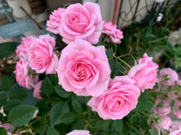 Rose_Vibrant_Pink_Blooms-Low_Maintenance_Flower_Plant_For_Garden_&_Balcony_(1.5-3.5_Ft_Height)_Pack_Of_1