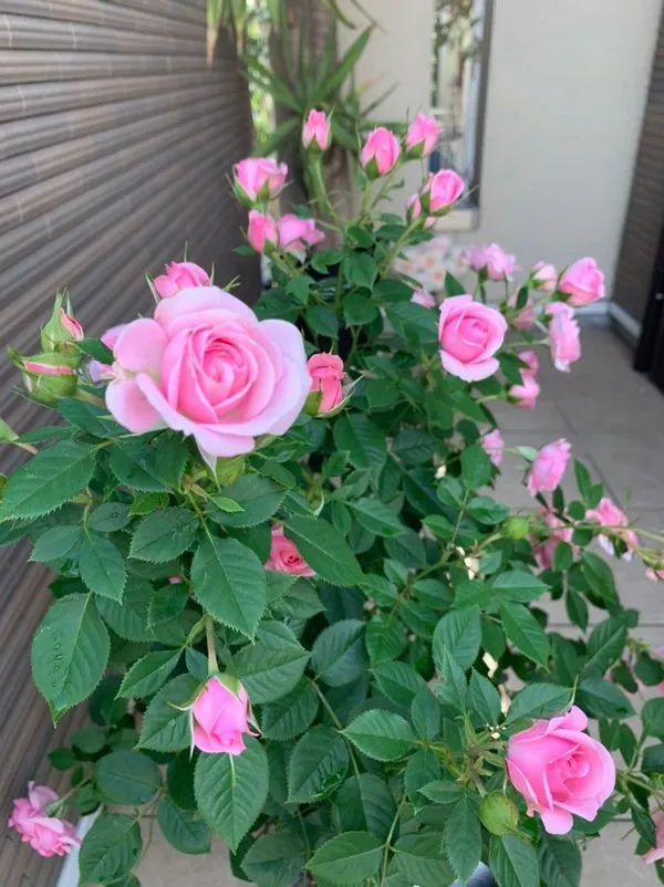 Rose_Vibrant_Pink_Blooms-Low_Maintenance_Flower_Plant_For_Garden_&_Balcony_(1.5-3.5_Ft_Height)_Pack_Of_1
