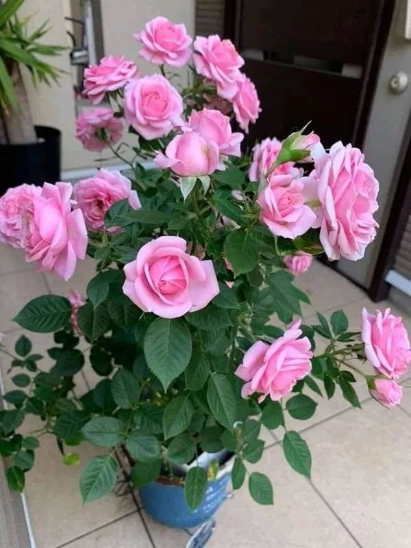 Rose_Vibrant_Pink_Blooms-Low_Maintenance_Flower_Plant_For_Garden_&_Balcony_(1.5-3.5_Ft_Height)_Pack_Of_1