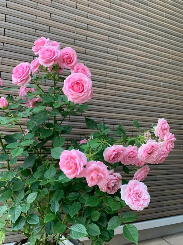 Rose_Vibrant_Pink_Blooms-Low_Maintenance_Flower_Plant_For_Garden_&_Balcony_(1.5-3.5_Ft_Height)_Pack_Of_1