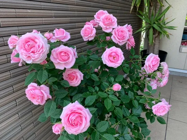 Rose_Vibrant_Pink_Blooms-Low_Maintenance_Flower_Plant_For_Garden_&_Balcony_(1.5-3.5_Ft_Height)_Pack_Of_1
