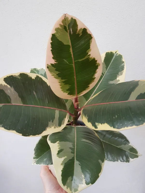 Rubber_(Varigated)_Best_Indoor_Plant_For_Home/Garden_Decor,_Pack_Of_1