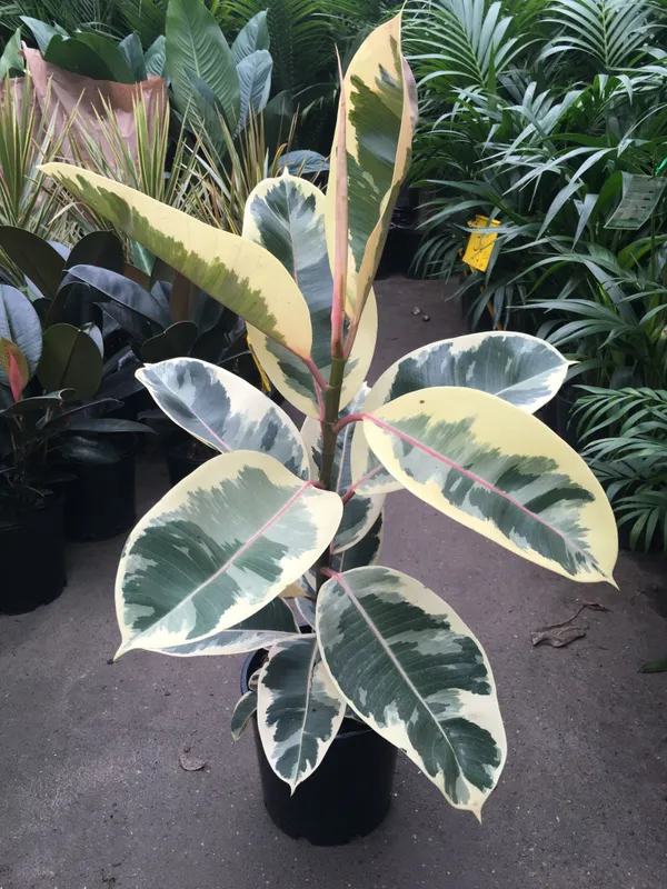 Rubber_(Varigated)_Best_Indoor_Plant_For_Home/Garden_Decor,_Pack_Of_1