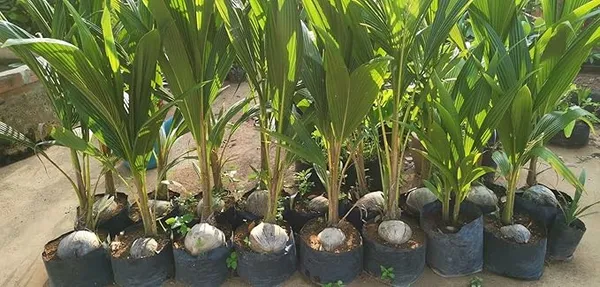Short_Heighted_Coconut_Tree_For_Your_Home_Garden_(1.5-3.5_Ft_Plant_Height)_Vietnamese_Hybrid_Coconut_Plant_(Pack_Of_1)