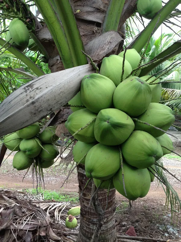 Short_Heighted_Coconut_Tree_For_Your_Home_Garden_(1.5-3.5_Ft_Plant_Height)_Vietnamese_Hybrid_Coconut_Plant_(Pack_Of_1)
