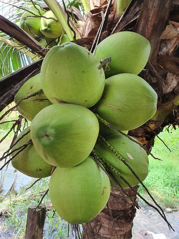 Short_Heighted_Coconut_Tree_For_Your_Home_Garden_(1.5-3.5_Ft_Plant_Height)_Vietnamese_Hybrid_Coconut_Plant_(Pack_Of_1)