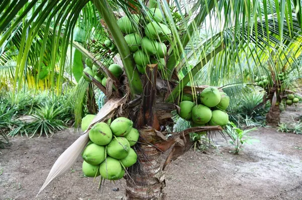 Short_Heighted_Coconut_Tree_For_Your_Home_Garden_(1.5-3.5_Ft_Plant_Height)_Vietnamese_Hybrid_Coconut_Plant_(Pack_Of_1)