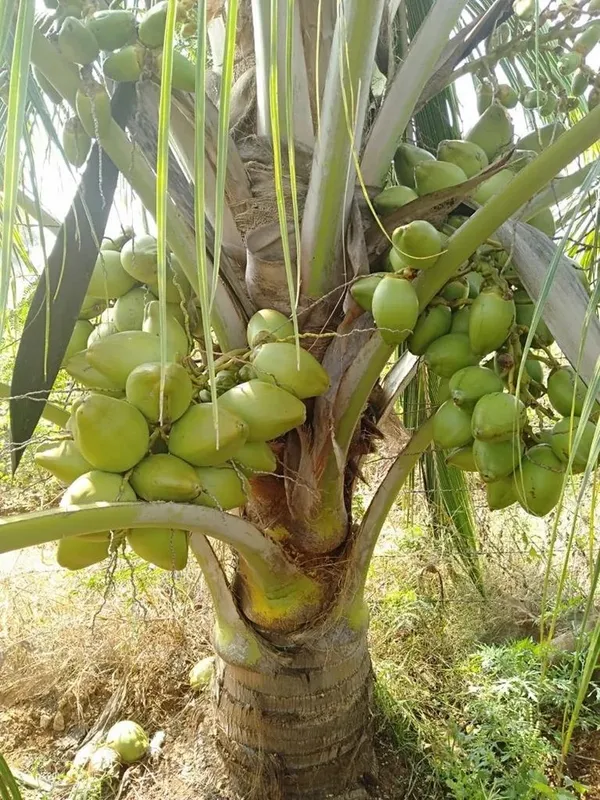 Short_Heighted_Coconut_Tree_For_Your_Home_Garden_(1.5-3.5_Ft_Plant_Height)_Vietnamese_Hybrid_Coconut_Plant_(Pack_Of_1)