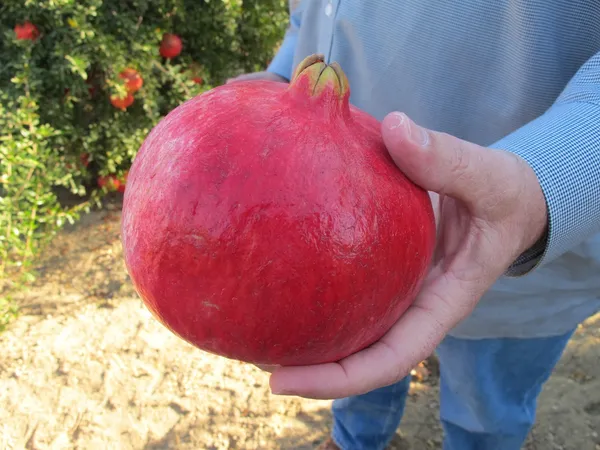 Short_Highted_Pomegranate_Fruit_Plant_&_Tree_For_Home_Garden,_Well_Watered_Red_Annar_Plant_(Hybrid,_Pack_Of_1)