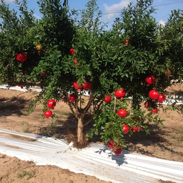 Short_Highted_Pomegranate_Fruit_Plant_&_Tree_For_Home_Garden,_Well_Watered_Red_Annar_Plant_(Hybrid,_Pack_Of_1)
