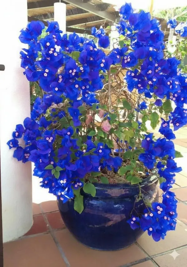 Stunning_"Royal_Blue"_Bougainvillea_Plant_–_Exotic_Vibrant_Ornamental_Flower_for_Balcony_&_Garden_Decor