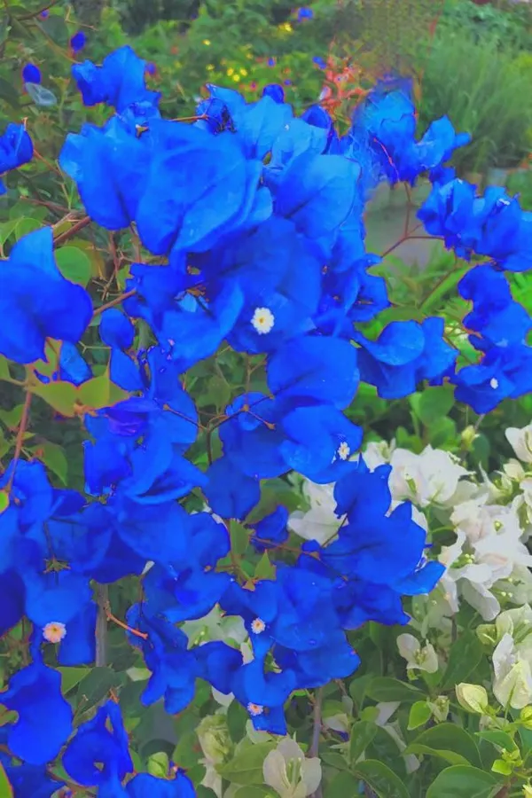 Stunning_"Royal_Blue"_Bougainvillea_Plant_–_Exotic_Vibrant_Ornamental_Flower_for_Balcony_&_Garden_Decor