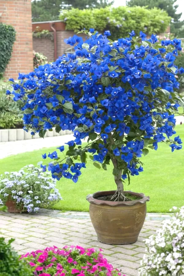 Stunning_"Royal_Blue"_Bougainvillea_Plant_–_Exotic_Vibrant_Ornamental_Flower_for_Balcony_&_Garden_Decor
