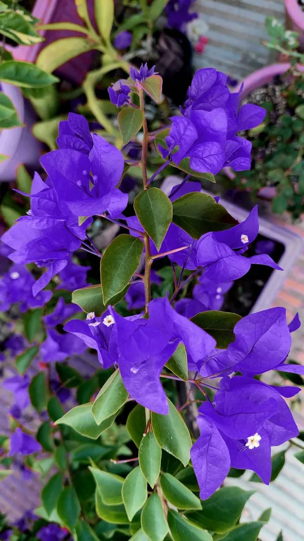 Stunning_"Royal_Blue"_Bougainvillea_Plant_–_Exotic_Vibrant_Ornamental_Flower_for_Balcony_&_Garden_Decor