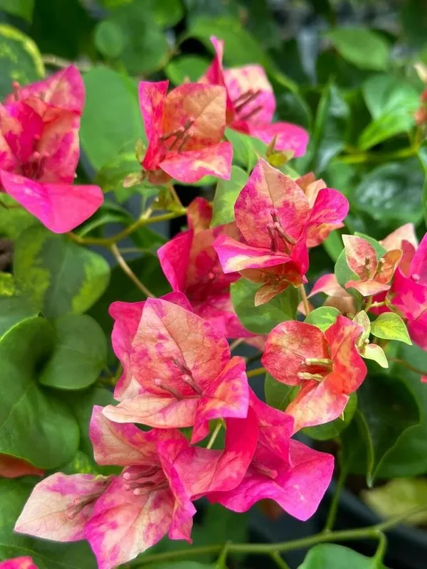 Thai_Variety_"Red_September"_Bougainvillea_Flower_Plant_For_Home_Gardening,_Pack_Of_1