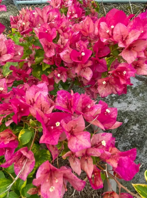 Thai_Variety_"Red_September"_Bougainvillea_Flower_Plant_For_Home_Gardening,_Pack_Of_1