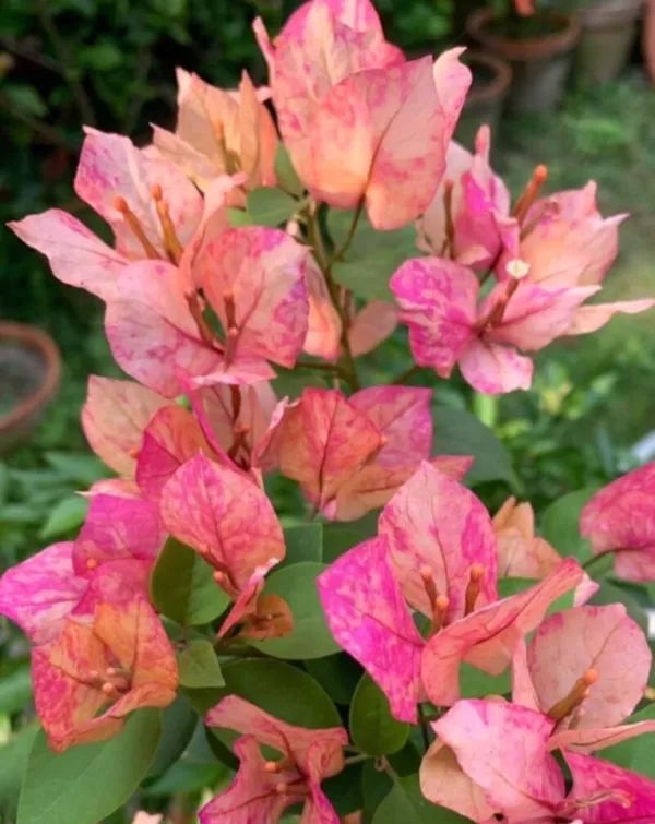 Thai_Variety_"Red_September"_Bougainvillea_Flower_Plant_For_Home_Gardening,_Pack_Of_1
