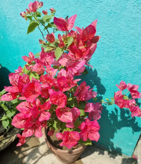 The_Kristina_Thai_Variety_Of_Bougainvillea_Fast-Growing_,Vibrant_Flowering_Plant_For_Garden_(1.5-3.5_Ft_Height)_Pack_Of_1
