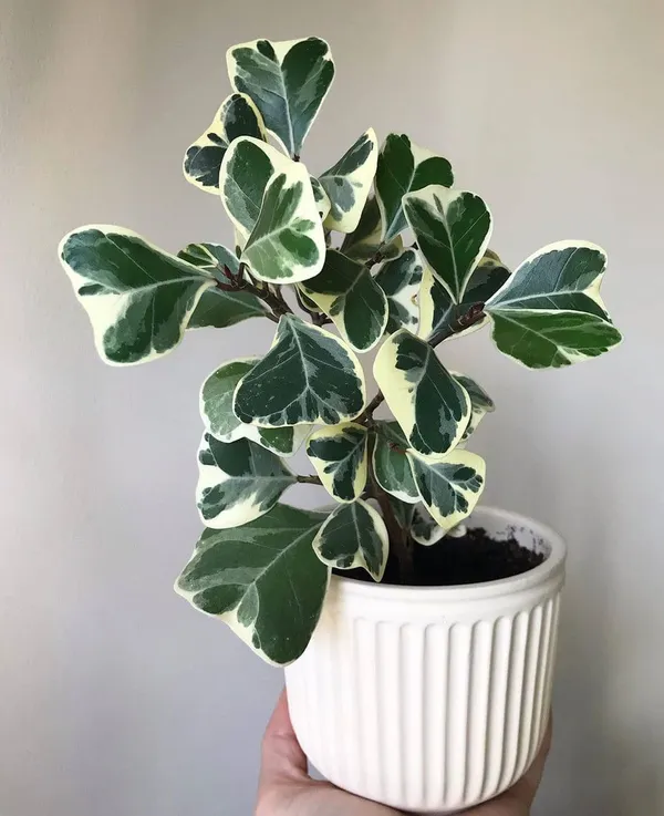 Triangularis_Ficus_(Variegated)_House_Plant__For_Enhance_Your_Home_Garden_Beauty_(Air_Purifying)_Pack_Of_1